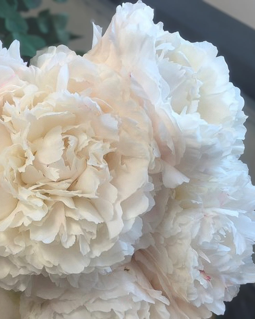 A close-up of large, layered white Bowl of Cream peony flowers with soft ruffled petals filling the frame.