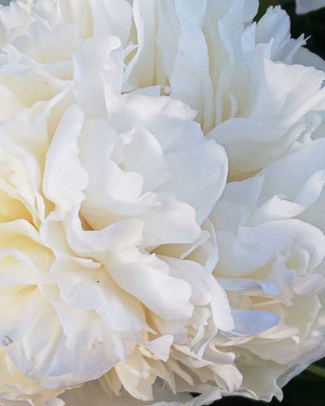 A close-up of a large white Bridal Grace peony flower with layered ruffled petals filling the frame.