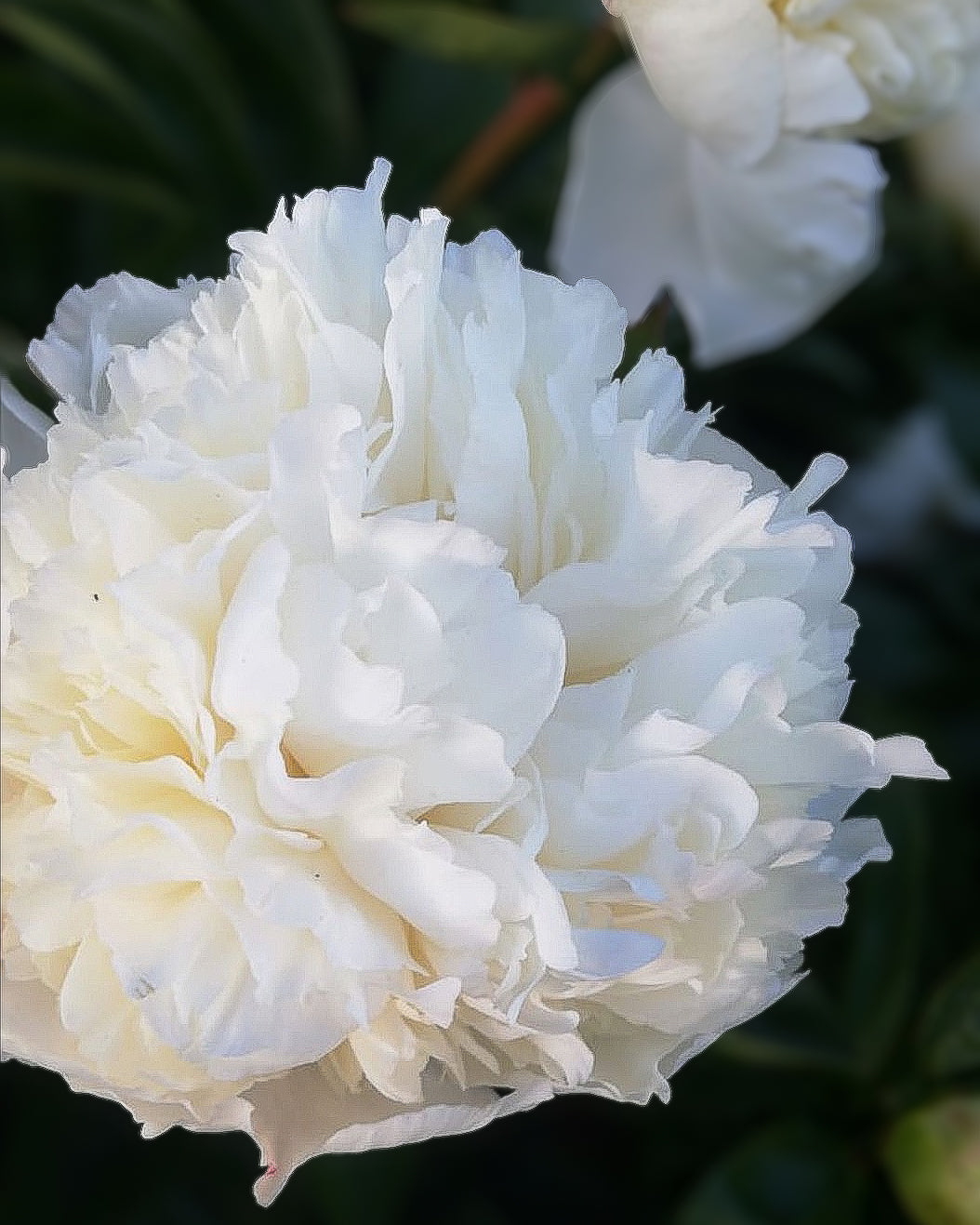 A close-up of a large white Bridal Grace peony flower with layered ruffled petals, photographed outdoors against dark green foliage.