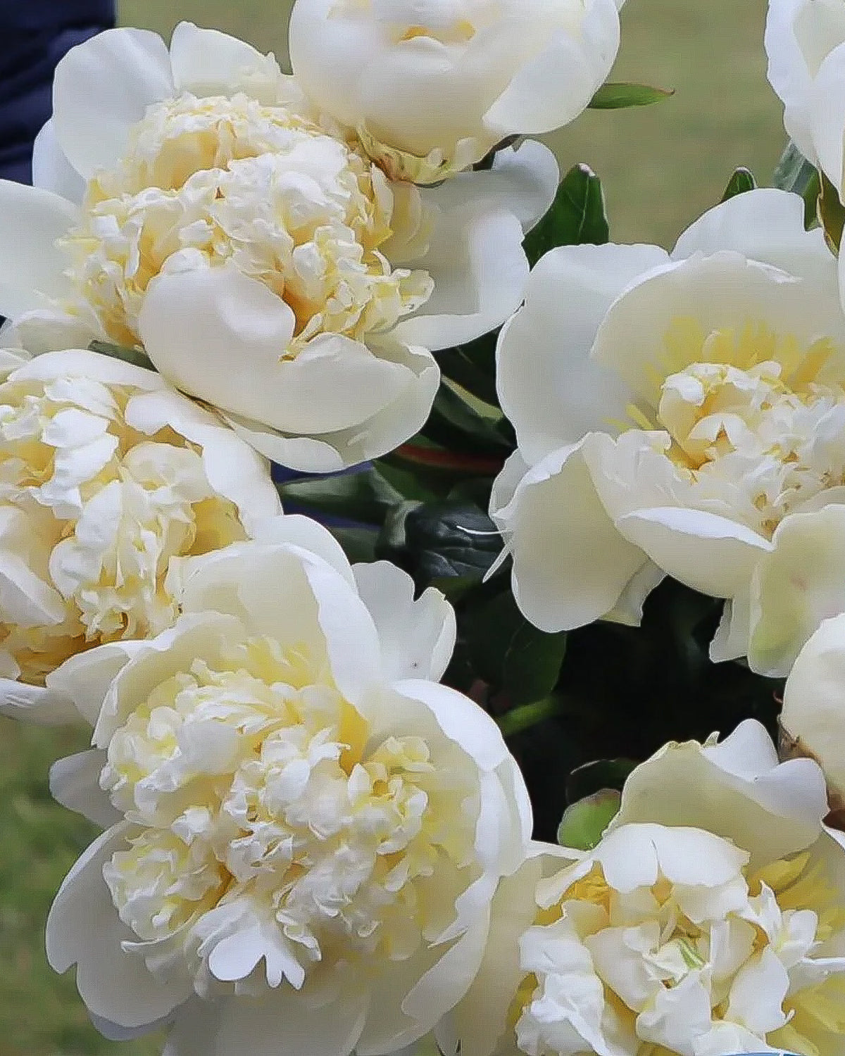 A close-up of large cream and pale yellow Bridal Grace peony flowers with dark green leaves, photographed outdoors against a soft blurred green background.