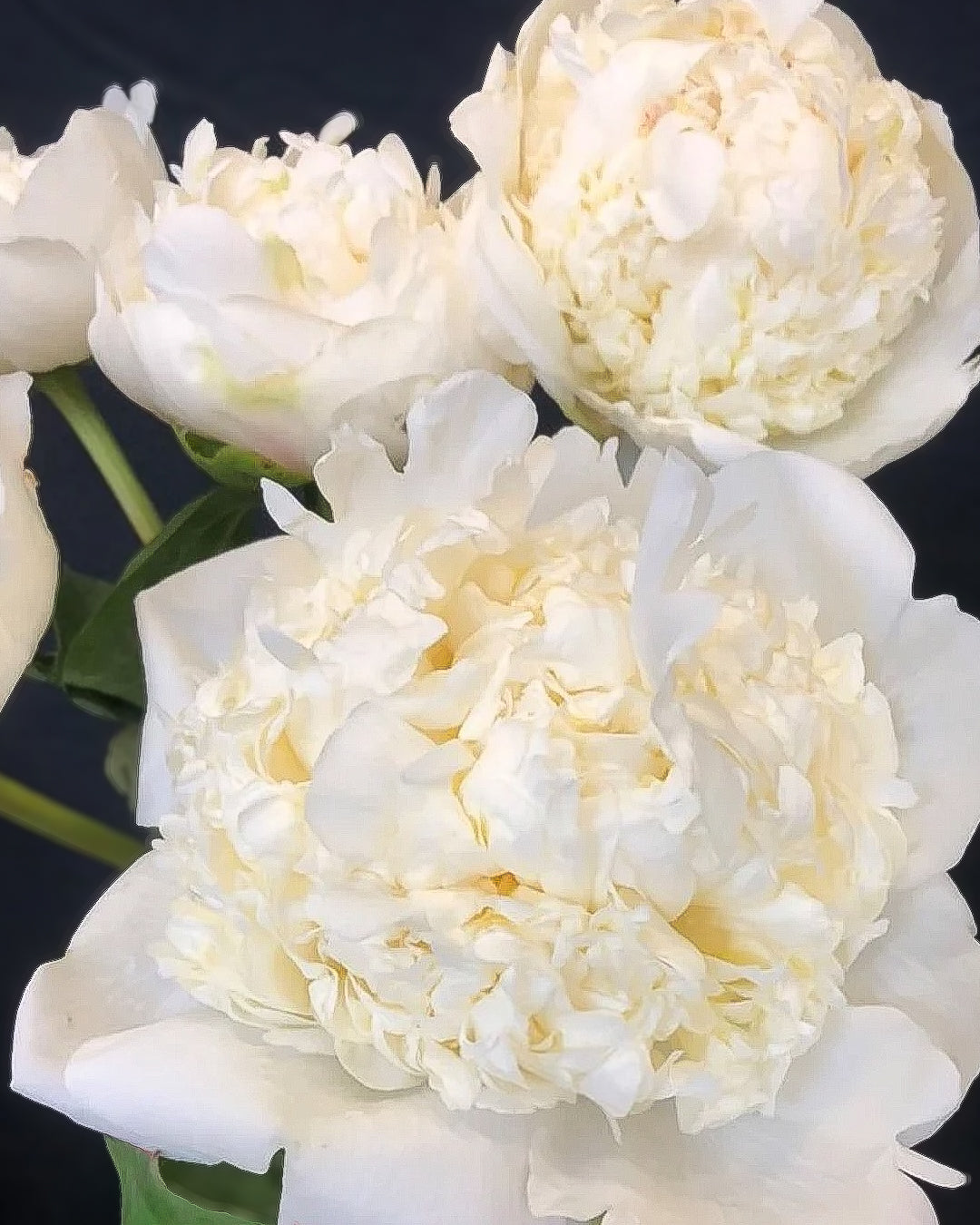 Close-up of large cream-white Bridal Shower peony flowers with layered ruffled petals against a dark background.