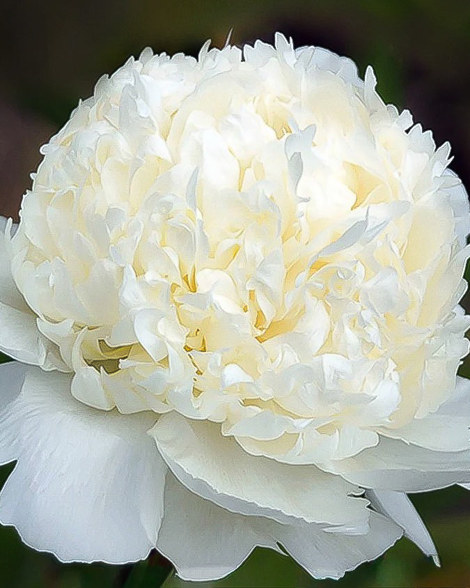 A close-up of a large white Bridal Shower peony flower with layered, ruffled petals and a soft creamy center, set against a blurred dark green background.