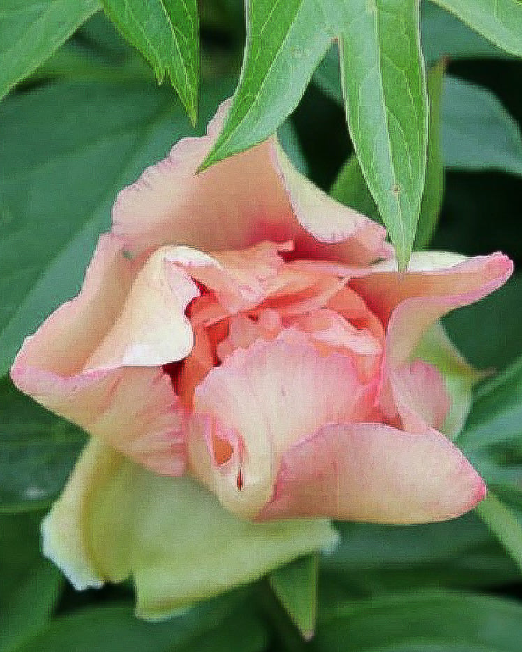 A close-up of a blooming Callie's Memory peony flower with layered peach-pink and pale cream petals, surrounded by green leaves.