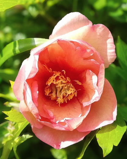 A close-up photograph of a blooming Callie's Memory peony flower with soft pink petals and a warm orange-red center, surrounded by green leaves in a garden setting.