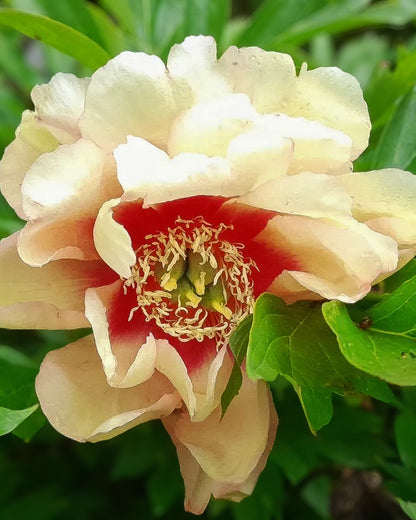 A close-up of a Callie's Memory peony flower with pale cream petals fading to red at the center, surrounded by green leaves.