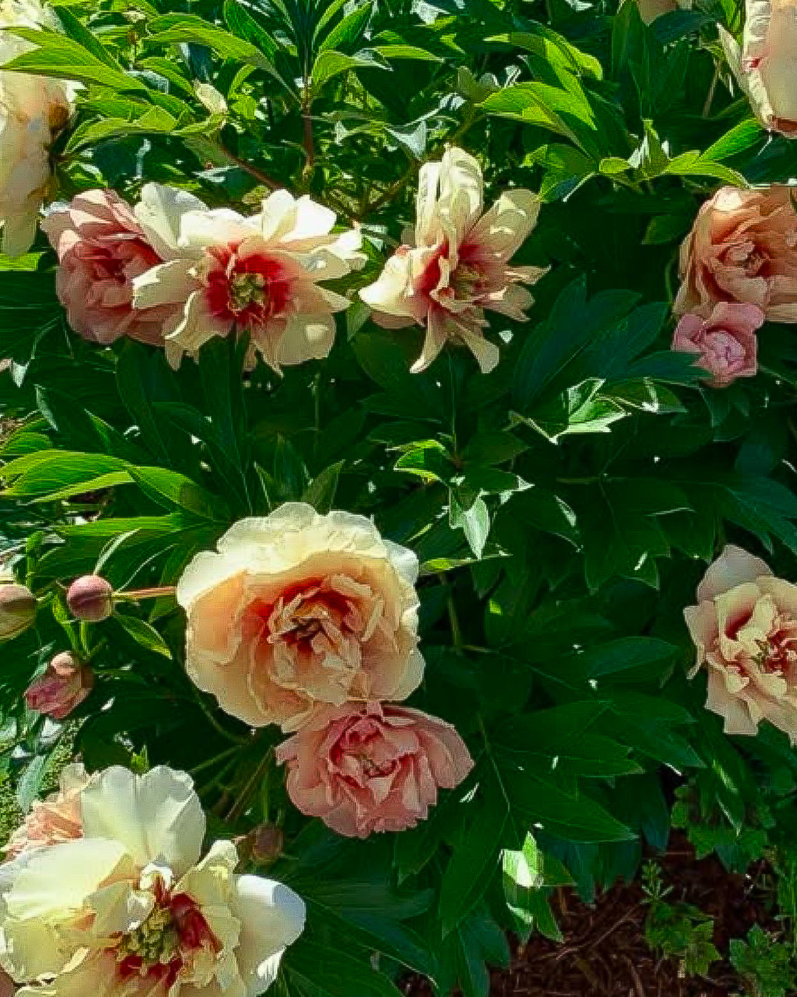 Close-up of Callie's Memory peony flowers in soft cream, blush pink, and peach tones with deep green foliage in a garden setting.