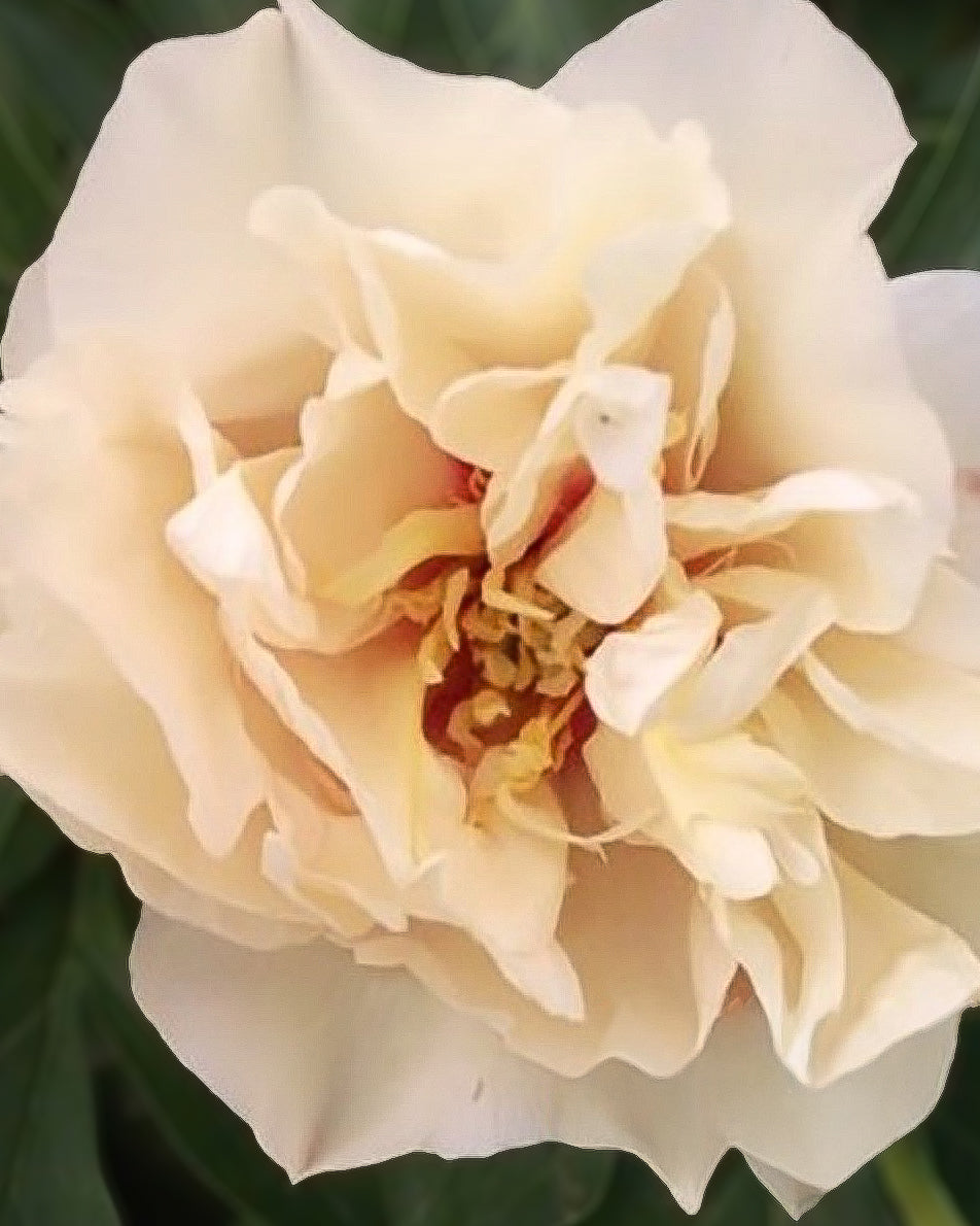 A close-up of a cream-colored Canary Brilliants peony flower with layered ruffled petals and a yellow-and-brown center, set against a dark green background.