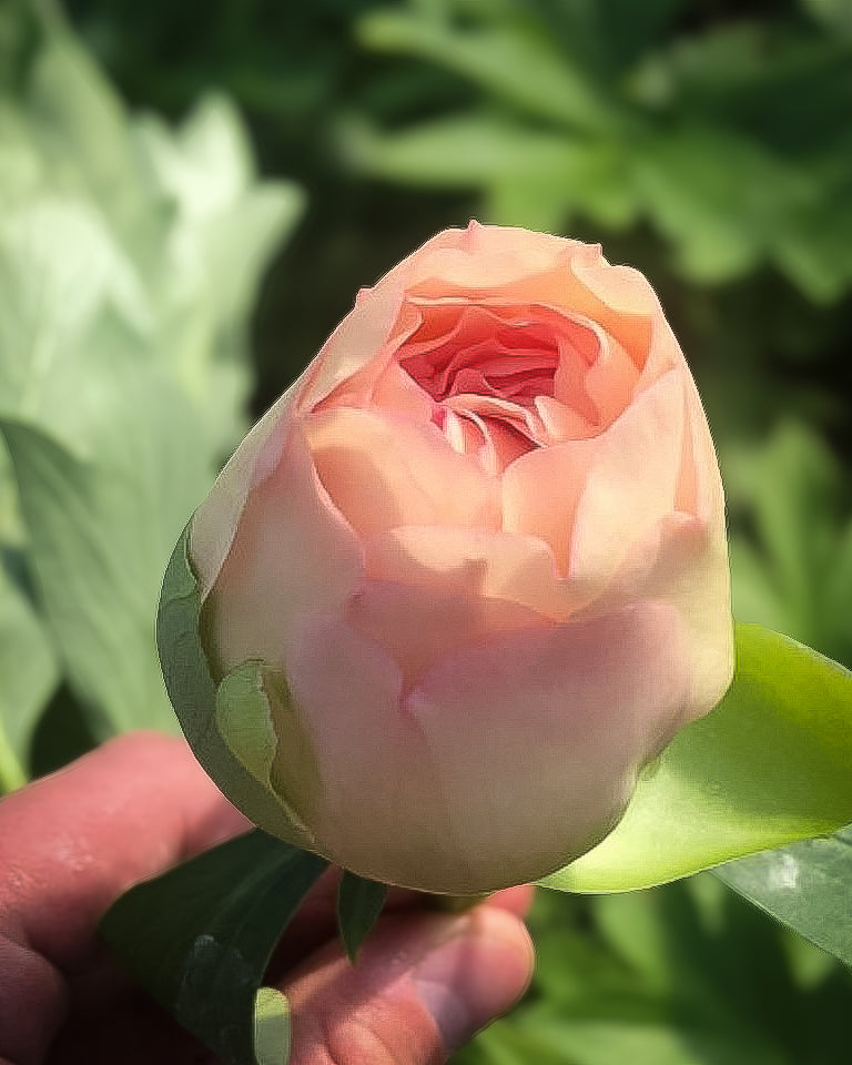 A close-up of a pale peach and pink Canary Brilliants peony flower bud held by a human hand, with green leaves and foliage blurred in the background.