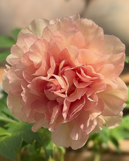 A close-up of a ruffled garden Canary Brilliants peony in soft blush pink with pale cream edges, photographed outdoors against a blurred green and beige background.