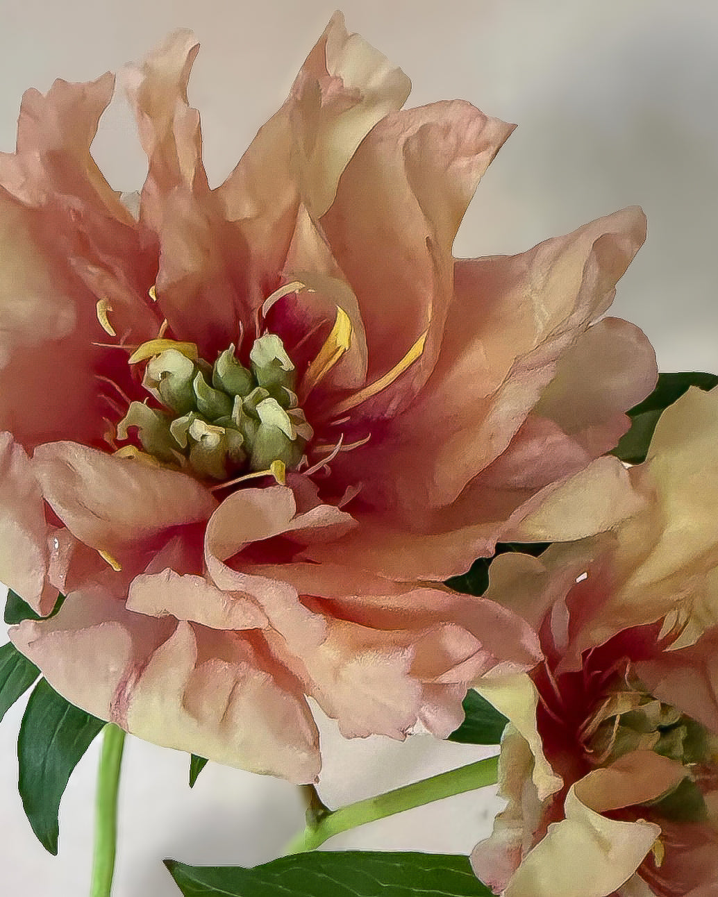 A close-up of a peach and cream Canary Brilliants peony flower with green leaves and yellow stamens, set against a plain light background.