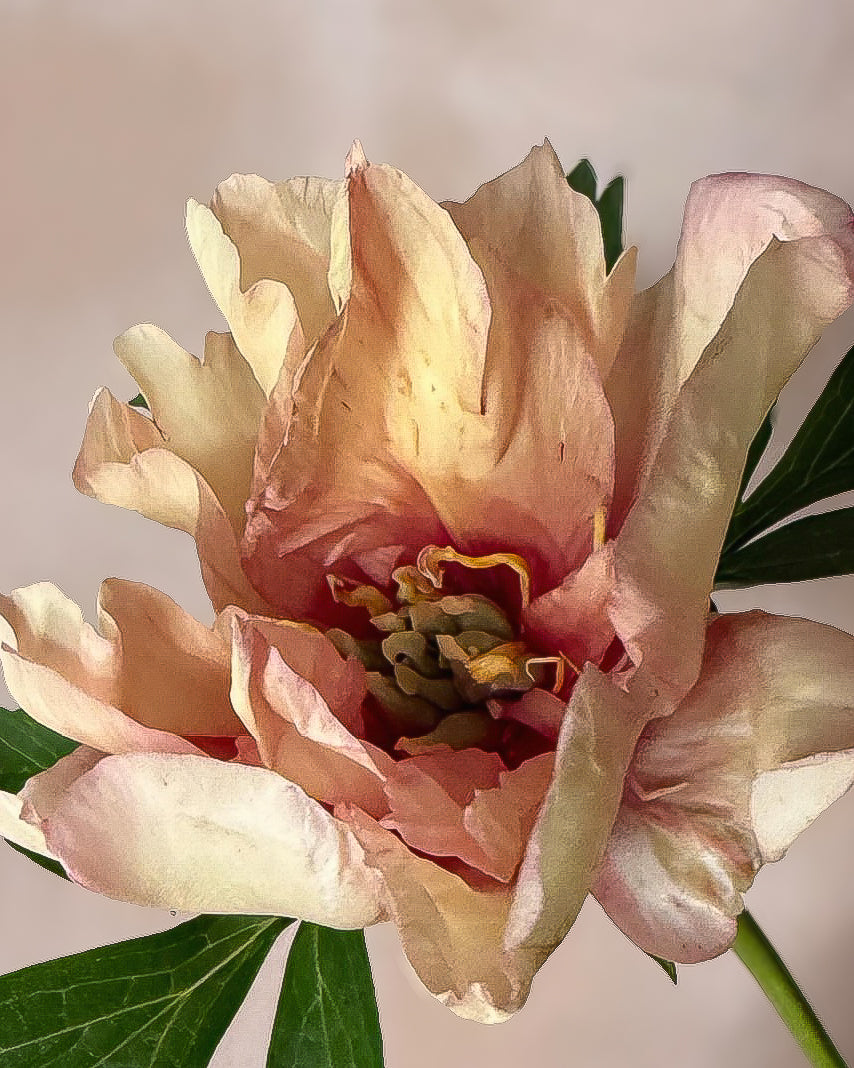 A close-up of a Canary Brilliants peony flower with layered cream, blush pink, and peach petals, surrounded by green leaves against a soft neutral background.