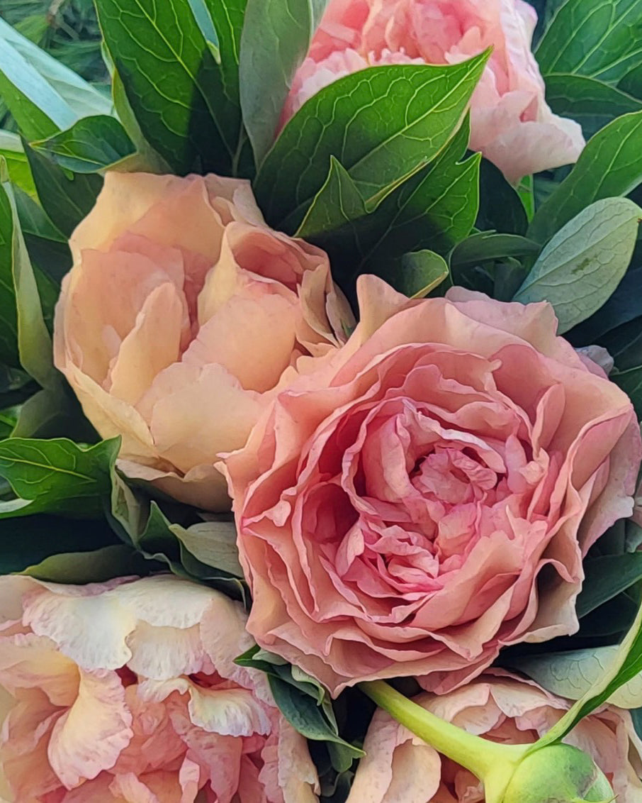 A close-up of pink Canary Brilliants peony flowers with layered ruffled petals nestled among lush green leaves.