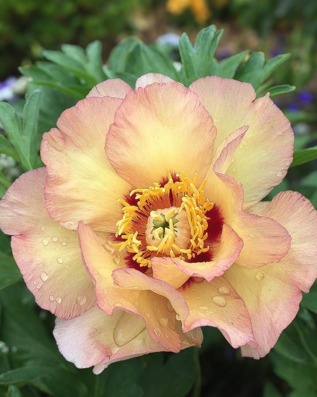 A close-up of a peach and cream Canary Brilliants peony flower with water droplets on its petals, set against a background of green foliage.