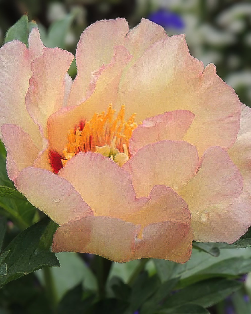 A close-up of a peach and cream Canary Brilliants peony flower with a bright orange-yellow center, surrounded by green leaves and a softly blurred garden background.