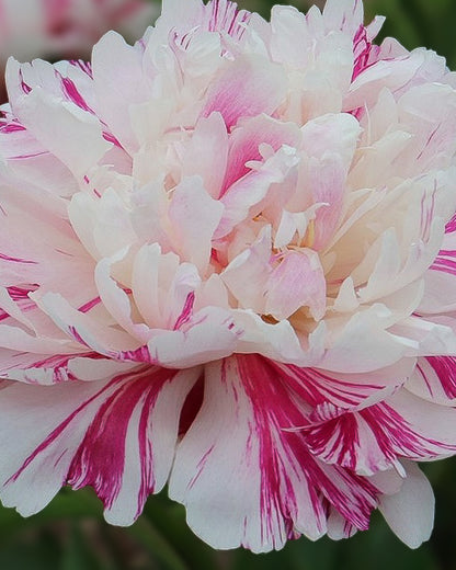 A close-up of a large Candy Stripe peony flower with layered white petals featuring vibrant magenta pink variegated streaks and stripes.