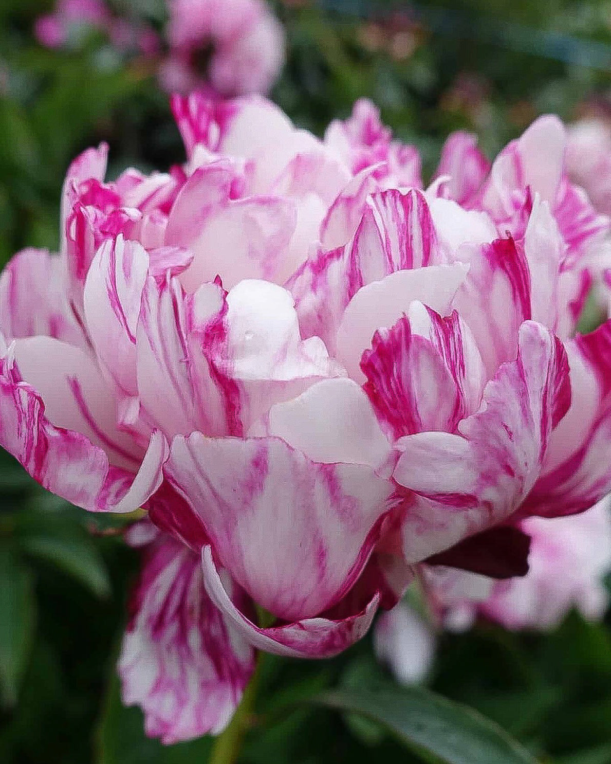 A close-up of a blooming Candy Stripe peony flower with layered white petals marked by vibrant magenta-purple streaks, set against a soft-focus background of green foliage and other blurred flowers.