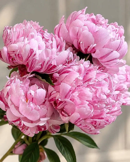 A close-up of a cluster of blooming pink Candy Stripe peony flowers with ruffled petals and green leaves, photographed against a soft light gray background.