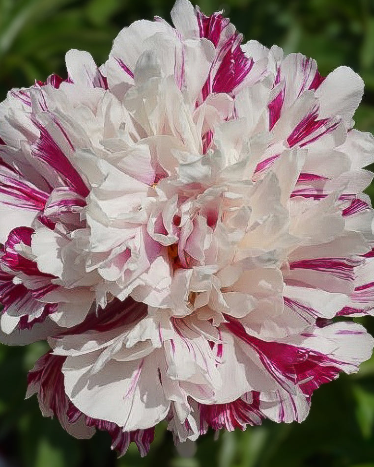 A close-up of a ruffled Candy Stripe peony flower with white petals and deep magenta-purple streaks, set against a soft blurred green garden background.