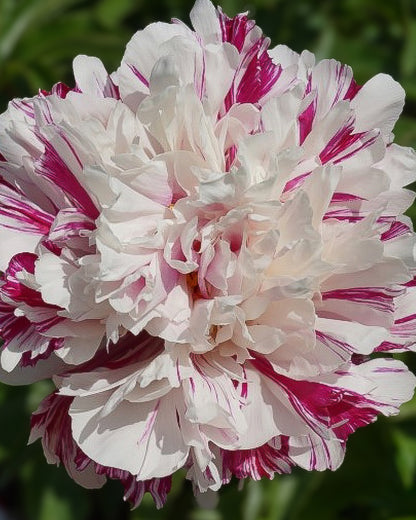 A close-up of a ruffled Candy Stripe peony flower with white petals and deep magenta-purple streaks, set against a soft blurred green garden background.
