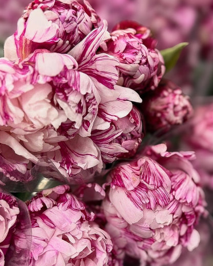 Close-up of ruffled Candy Stripe peony flowers with layered petals in pink and white variegated patterns, with a soft blurred background of similar blooms.