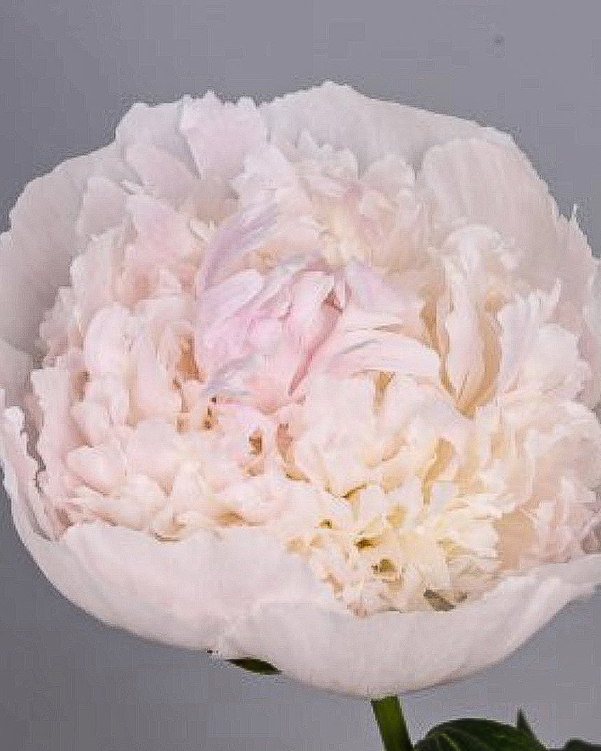 A close-up of a pale blush pink Chiffon Parfait peony flower with ruffled petals, shown against a plain gray background.