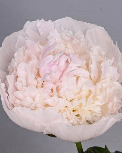 A close-up of a pale blush pink Chiffon Parfait peony flower with ruffled petals, shown against a plain gray background.