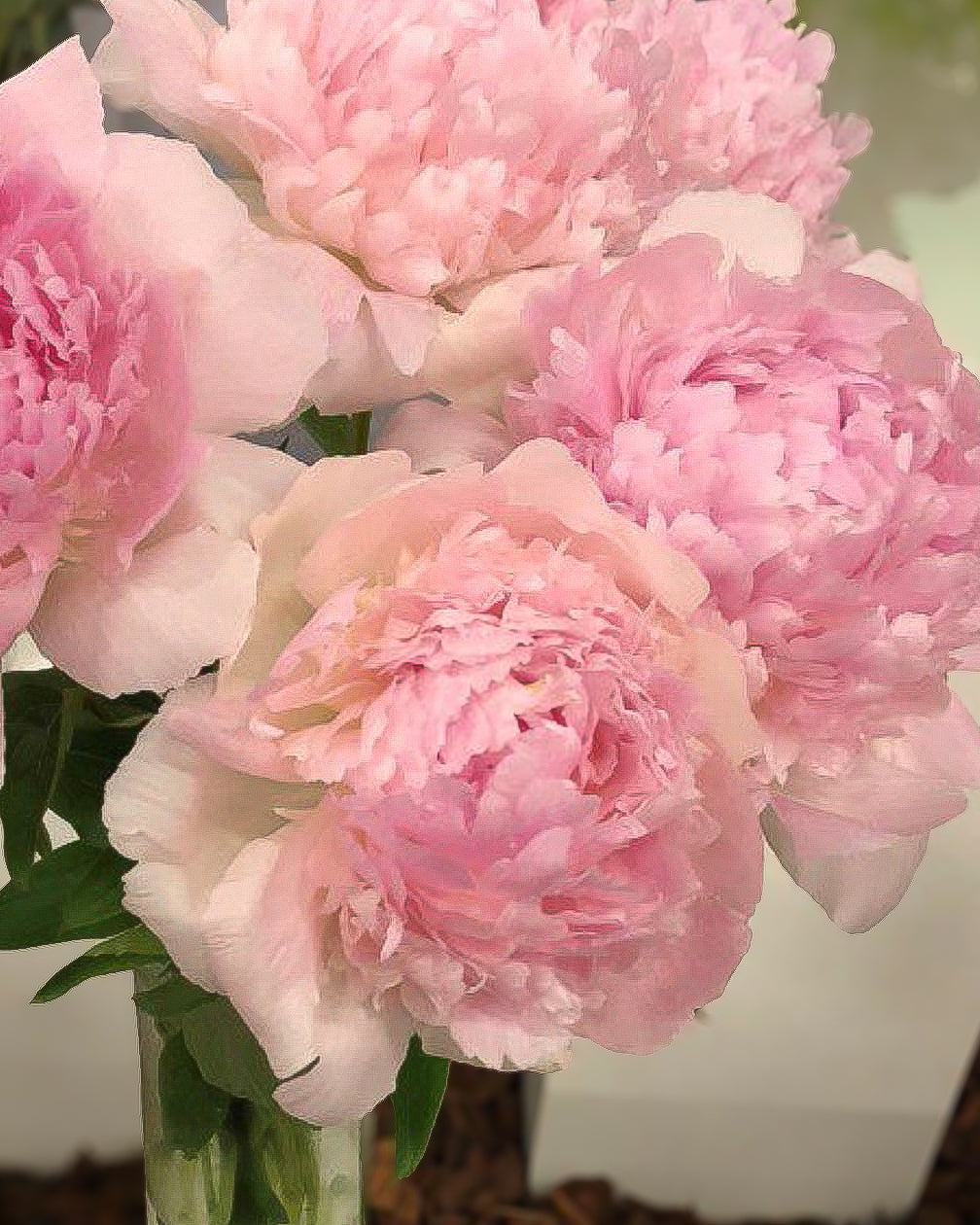A close-up of several large light pink Chiffon Parfait peony flowers with pale blush petals and green leaves, arranged in a clear vase.