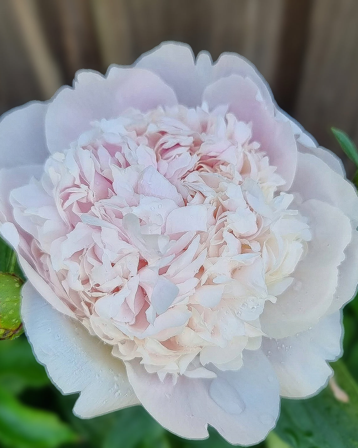 A close-up of a pale blush pink Chiffon Parfait peony flower with ruffled petals, photographed outdoors against a blurred brown fence and green foliage.