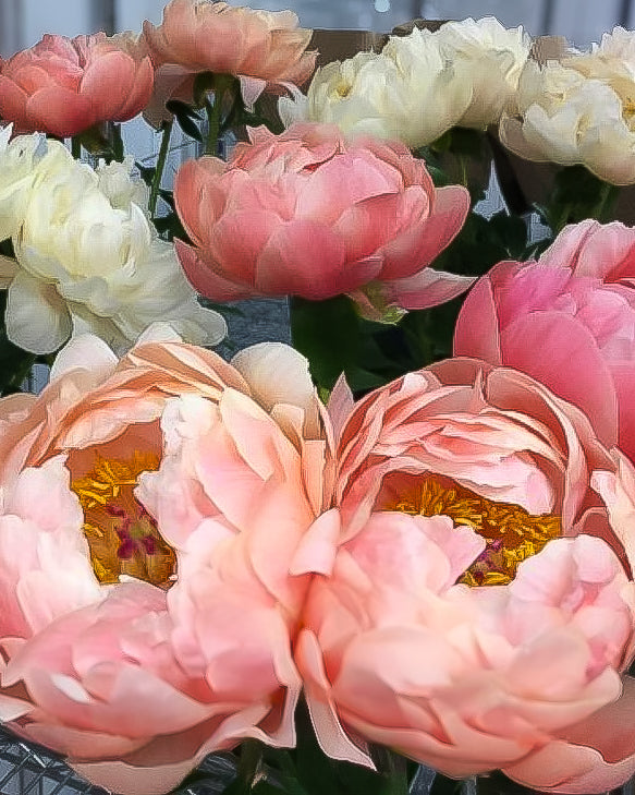 Close-up of large Coral Charm peony flowers in soft pink and cream-white tones with yellow centers, arranged together with green foliage.