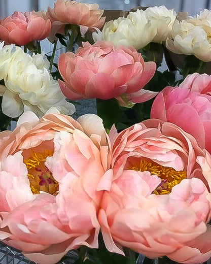 Close-up of large Coral Charm peony flowers in soft pink and cream-white tones with yellow centers, arranged together with green foliage.