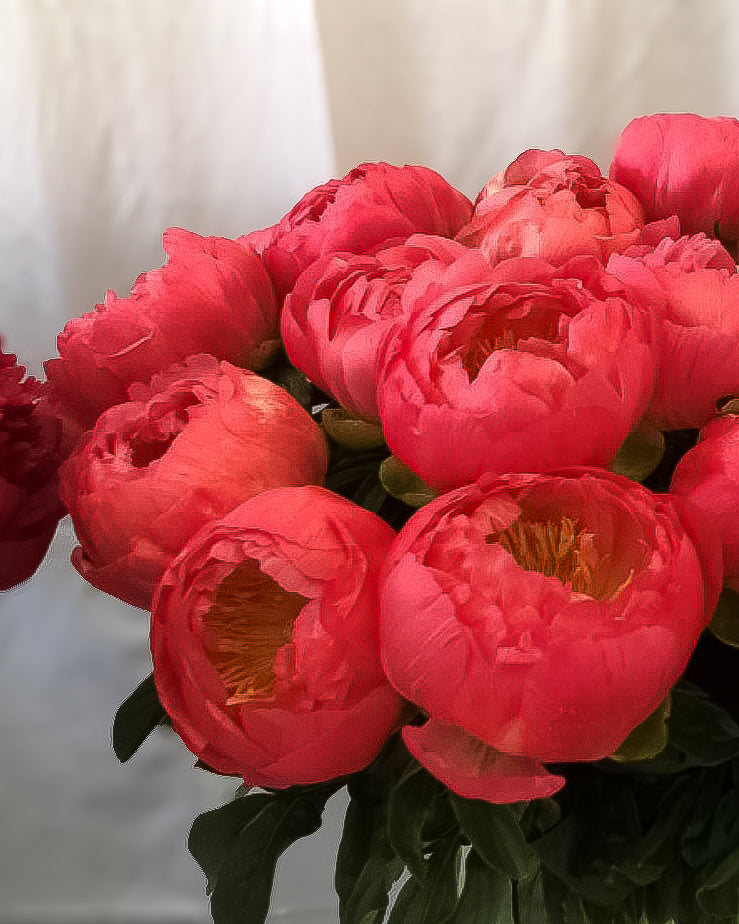 A close-up of a bouquet of vibrant coral-pink Coral Magic peony flowers with dark green leaves, set against a soft, light-colored draped fabric background.
