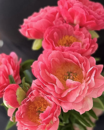 Peony Coral Sunset