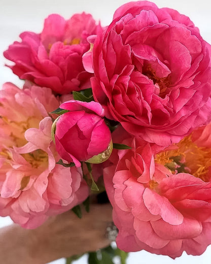 Peony Coral Sunset