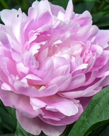 A close-up of a blooming pink Dinner Plate peony flower with layered ruffled petals and dark green leaves in the background.