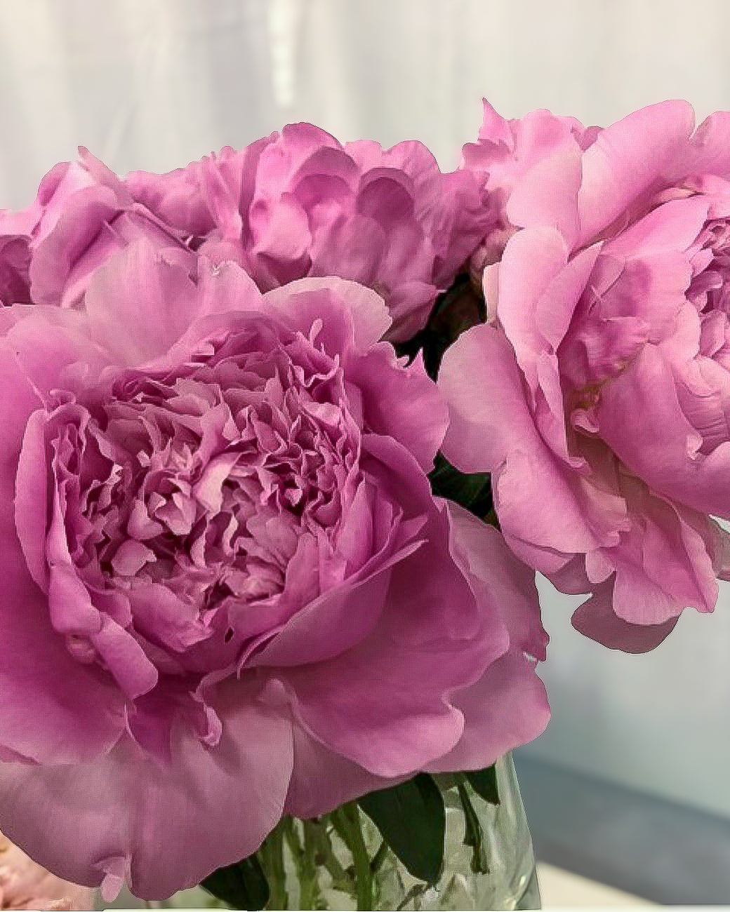 A close-up of large pink Dinner Plate peony flowers in a clear glass vase, with soft green stems visible against a light neutral background.