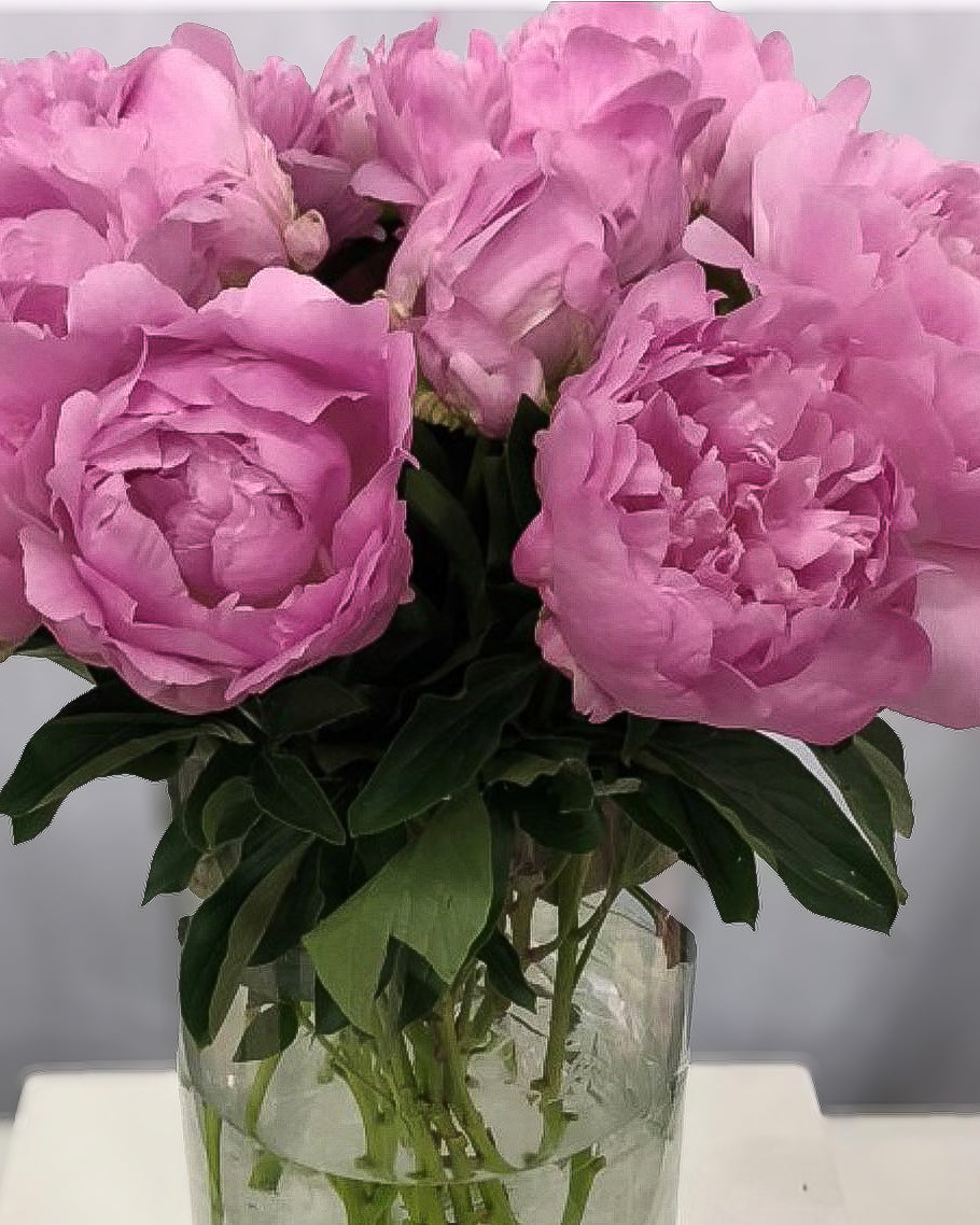 A bouquet of blooming pink Dinner Plate peonies in a clear glass vase, with green leaves and stems visible against a light gray background.
