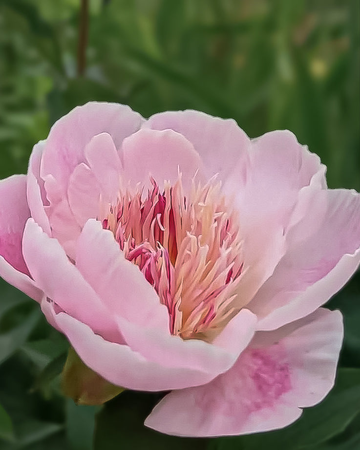 A close-up of a light pink Do Tell peony flower in bloom, with layered petals and a center of pink and cream stamens, set against a soft blurred green background.