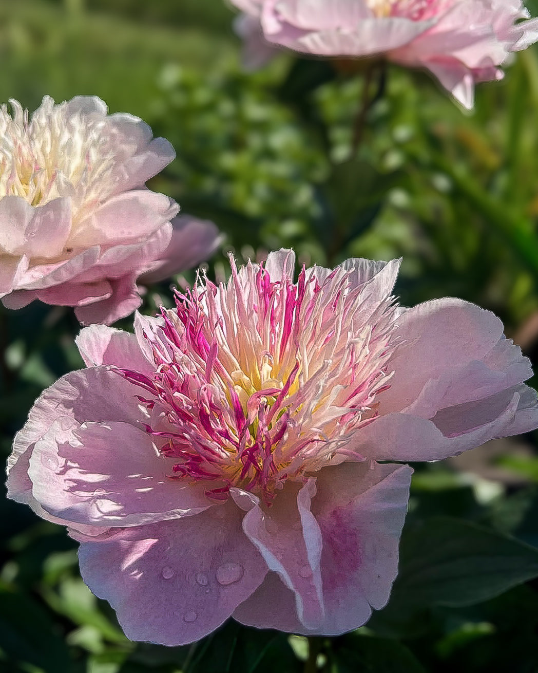 A close-up photograph of a light pink Do Tell peony flower in bloom, with water droplets on its petals and a soft green garden background.