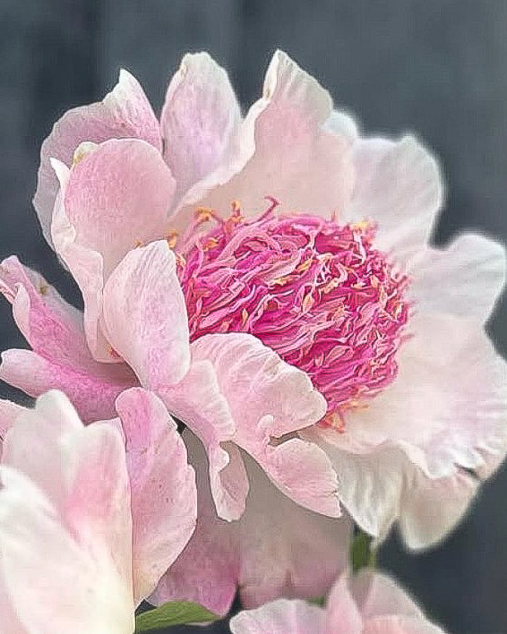 A close-up photograph of a light pink Do Tell peony flower with pale pink outer petals and a darker pink center, set against a dark gray blurred background.