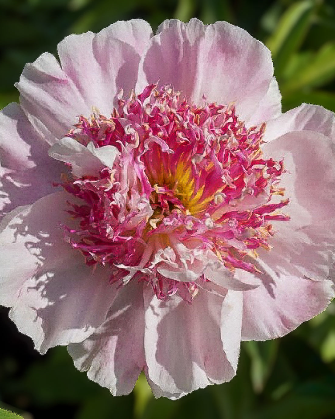 A close-up of a light pink Do Tell peony flower with a dense center of bright pink and yellow stamens, set against a soft green blurred background.