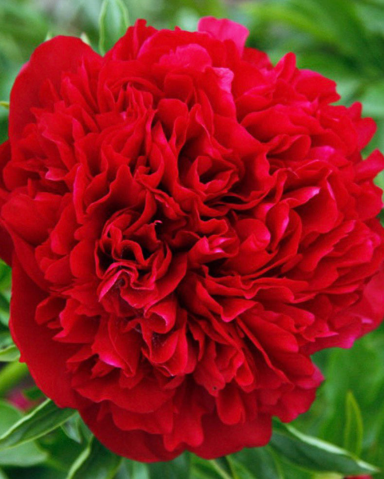 A close-up of a vibrant red Eliza Lundy peony flower in full bloom, surrounded by green foliage.