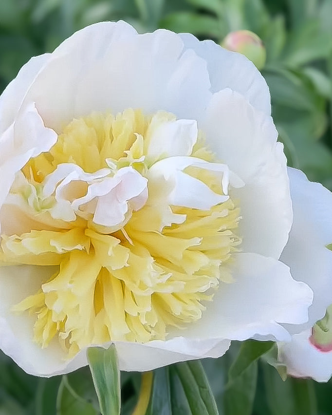 A close-up of a white Honey Gold peony flower with a ruffled yellow center and soft pale pink inner petals, set against a blurred green garden background.