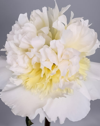 A close-up of a large white Honey Gold peony flower with a soft yellow center, photographed against a plain gray background.