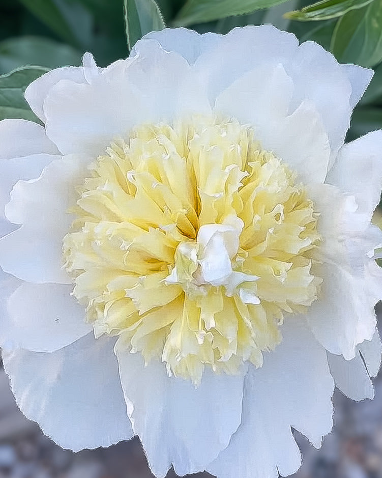 A close-up of a white Honey Gold peony flower with a pale yellow ruffled center and green leaves in the background.