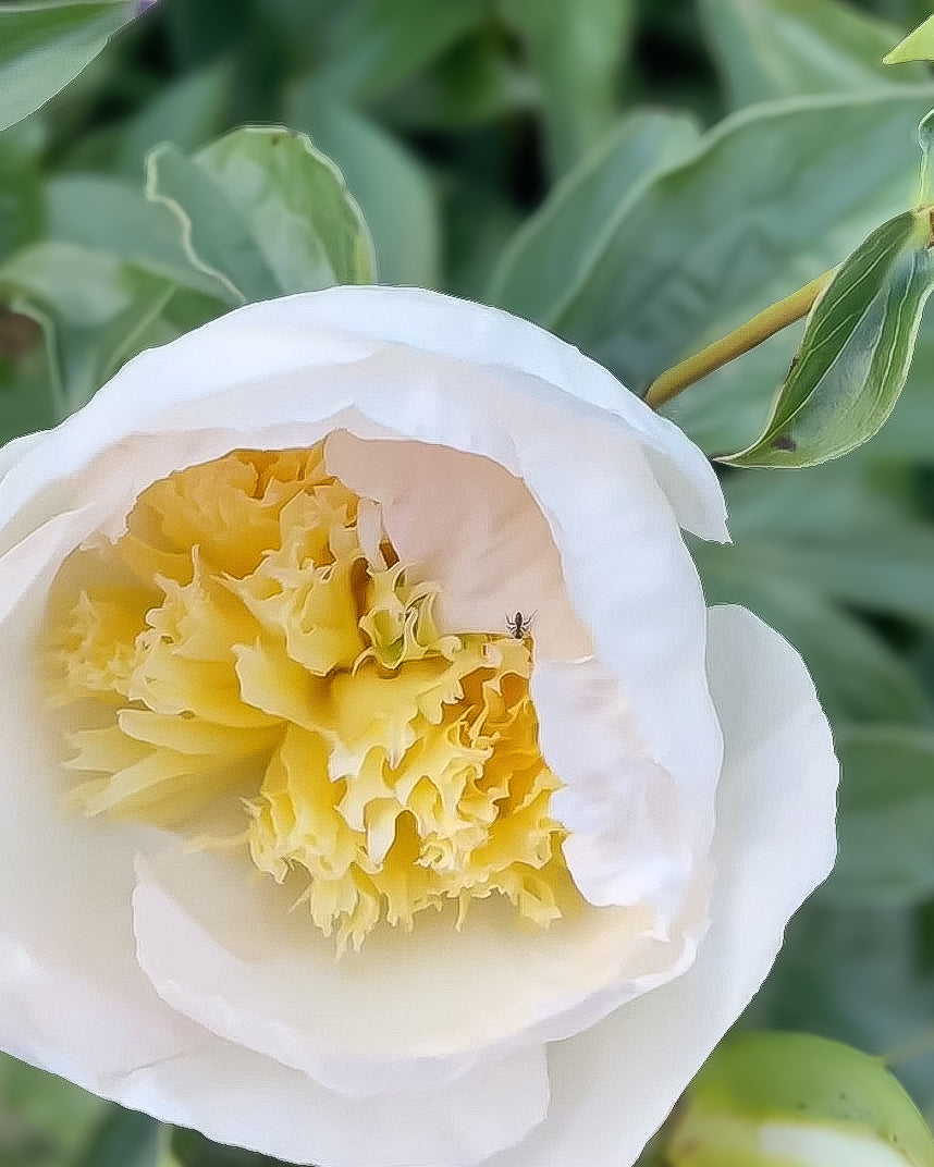 A close-up of a white Honey Gold peony flower with a ruffled yellow center, surrounded by green leaves.