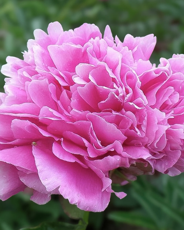 A close-up of a vibrant pink Jacorma peony flower with layered, ruffled petals, set against a soft, blurred green background.