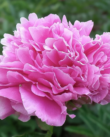 A close-up of a vibrant pink Jacorma peony flower with layered, ruffled petals, set against a soft, blurred green background.