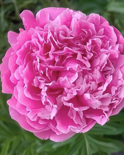 A close-up of a vibrant pink Jacorma peony flower with layered, ruffled petals, set against a soft-focus background of green foliage.