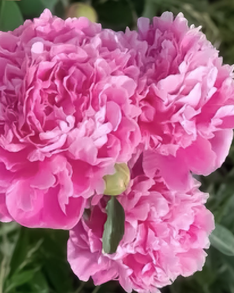 Close-up of vibrant pink Jacorma peony flowers with layered ruffled petals and a small green bud at the center, set against a blurred green background.