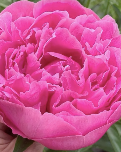A close-up of a vibrant pink Jacorma peony flower with layered ruffled petals, held by a hand at the bottom left against a blurred green background.
